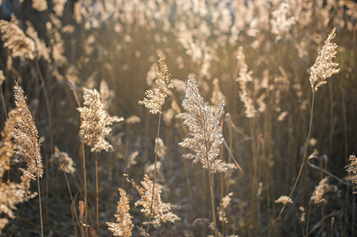 A meadow of dried grass in the summertime