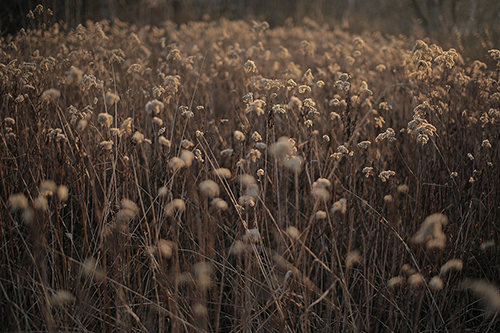 A meadow of dried grass in the summertime