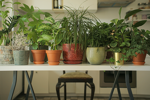 A row of potted flowers arranged on a table