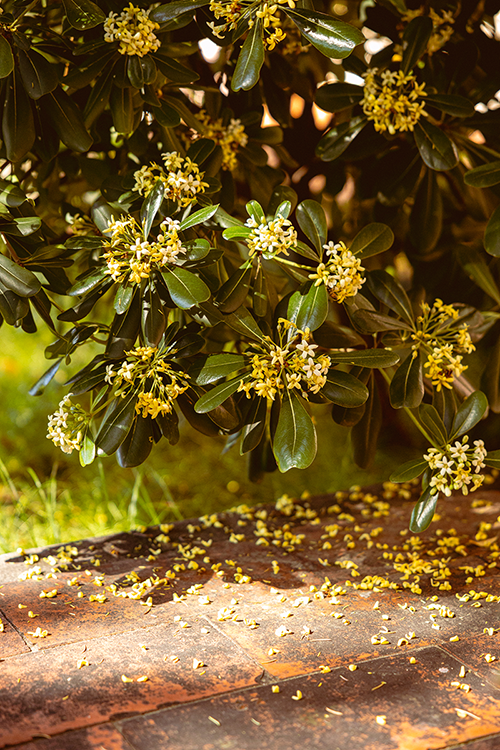 Fading yellow flowers of a shrub in the garden