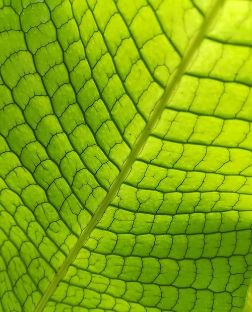 Green leaf zoomed in