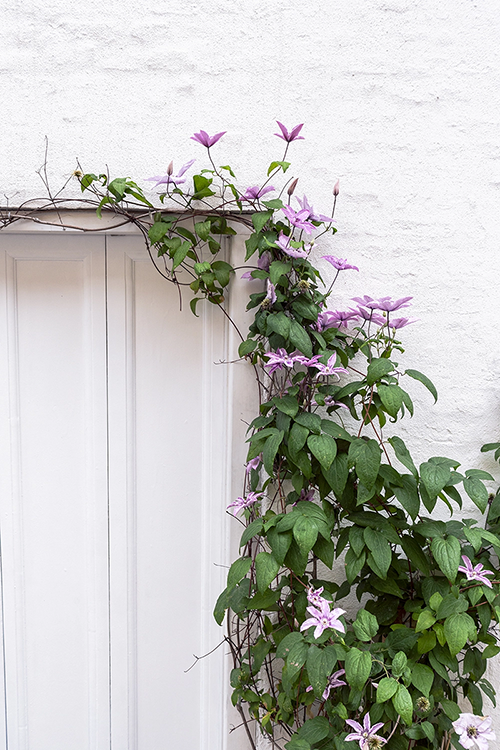 White doors overgrown with flowering clematis