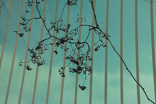 Wild grapes against the backdrop of a striped glass panel