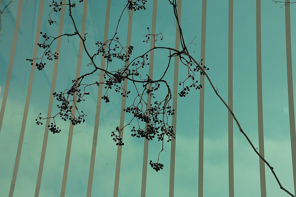 Wild grapes against the backdrop of a striped glass panel