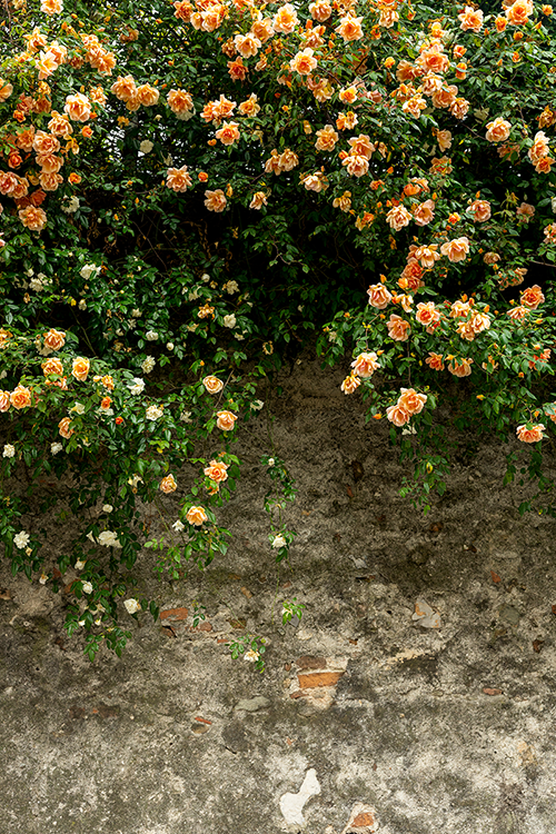 Wild-rose-flowers-growing-on-a-wall-©-Kasia-Bryjak