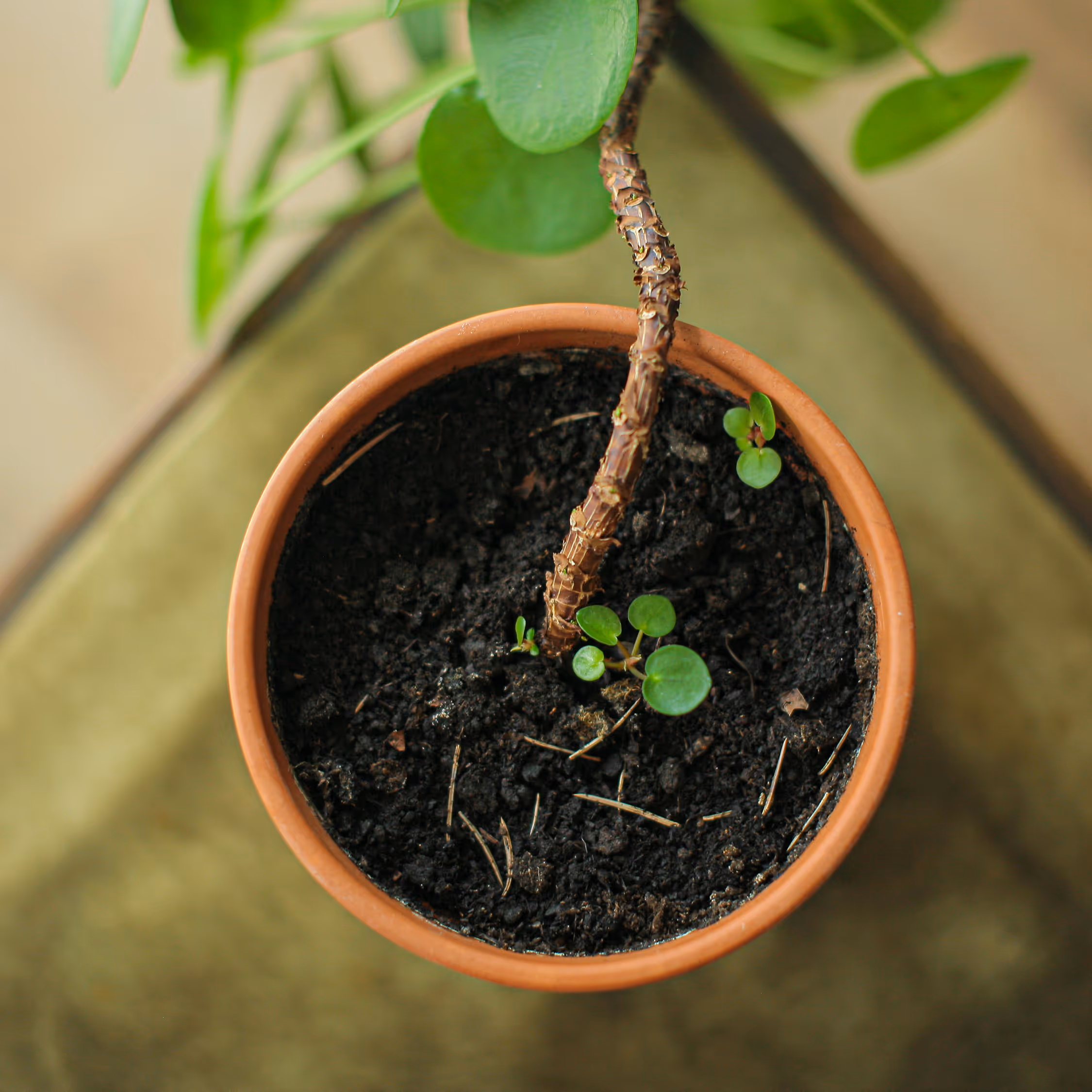 Top-down square photograph of a Pilea peperomioides plant in a terracotta pot, showing small propagated 'pups' growing from the soil next to the main stem, emphasizing earthy texture and new growth for home interior design.