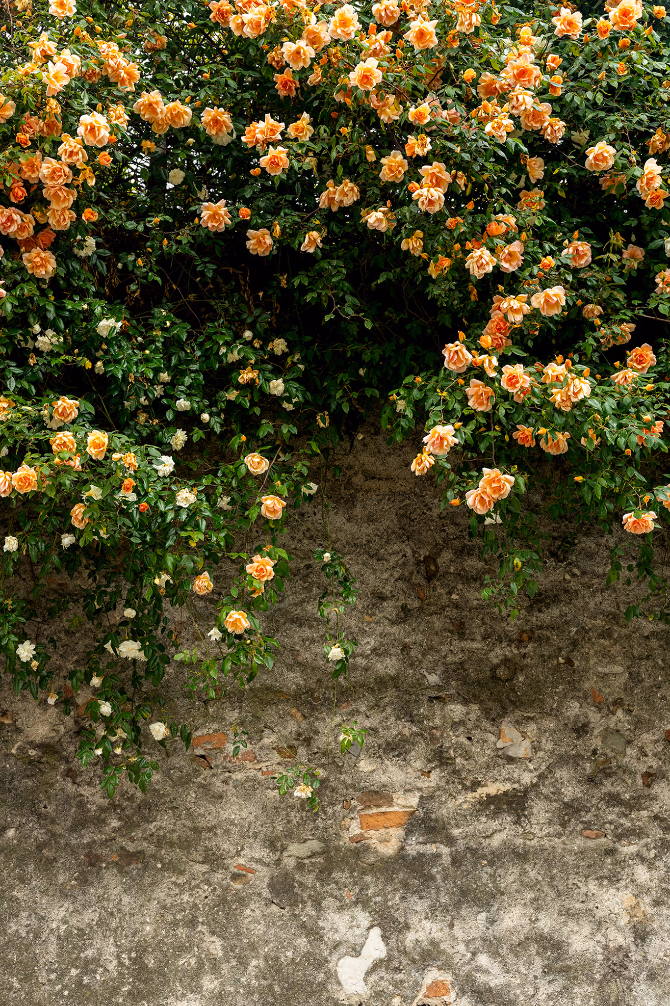 Detailed vertical shot of vibrant orange and cream climbing roses creating a rich texture against a weathered, gray stone and brick wall in Noli, Italy.
