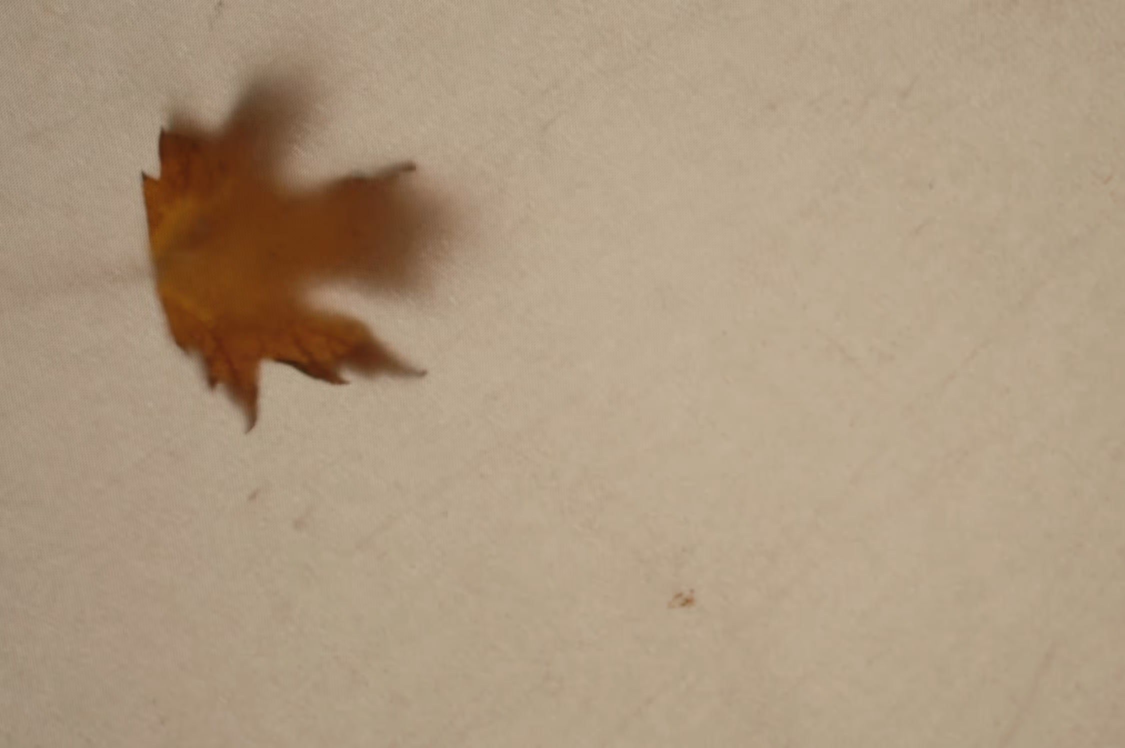 A minimalist, soft-focus abstract photograph of a single autumn leaf shadow cast against a textured beige fabric background, creating a warm, organic composition with ample negative space.