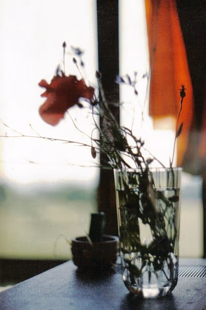 Soft focus, high-key still life showing a transparent glass vase with dry grasses and a red poppy silhouette against a brightly backlit window, highlighting an orange curtain and emphasizing a dreamy, atmospheric mood.