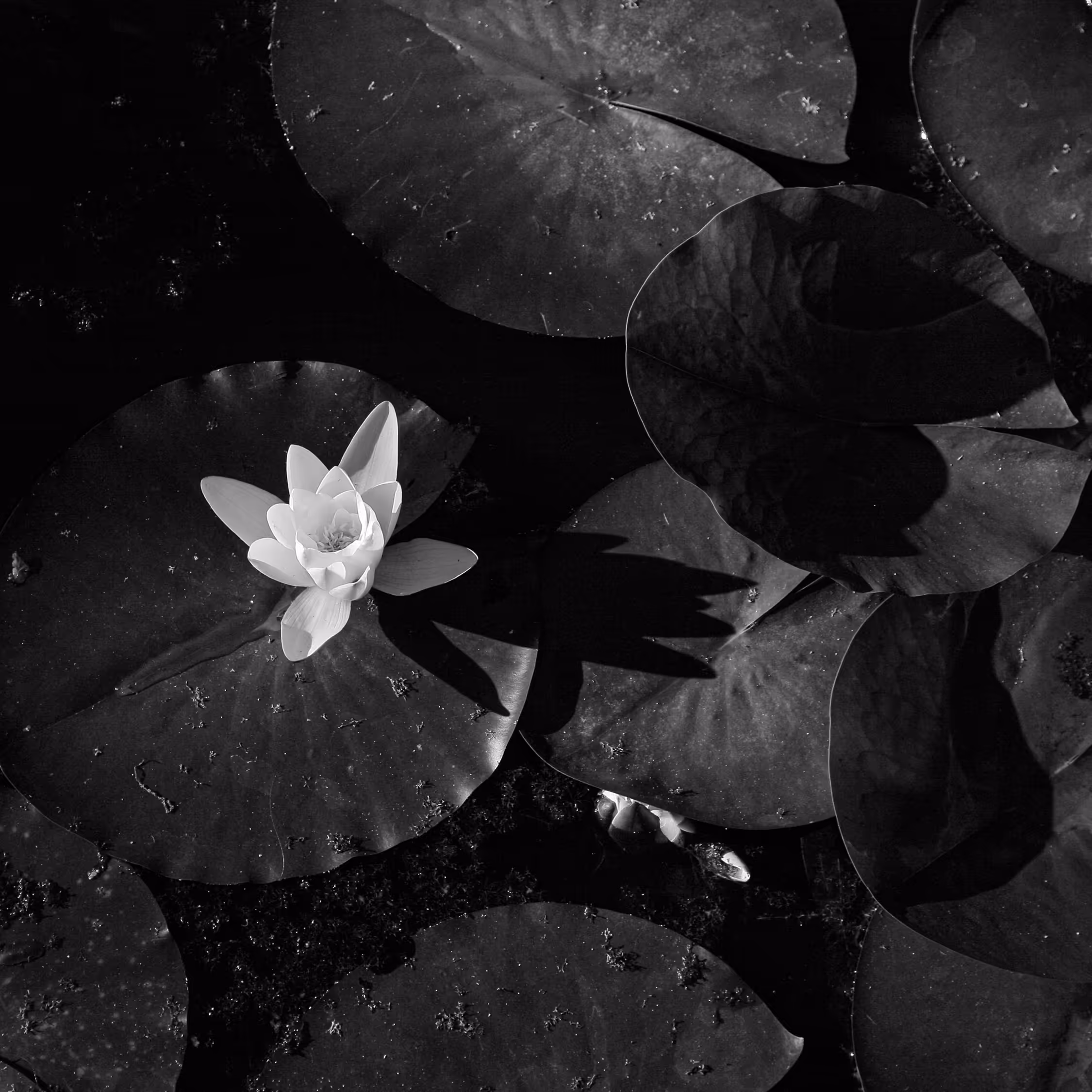 High-contrast black and white square photograph of a luminous white water lily floating on dark water, surrounded by lily pads, highlighting shadow and negative space.